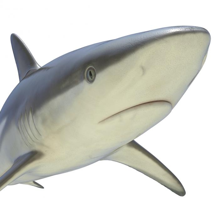 3D model Grey Reef Shark