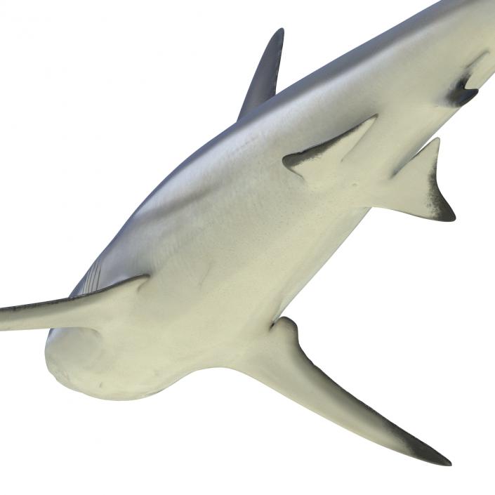 3D model Grey Reef Shark