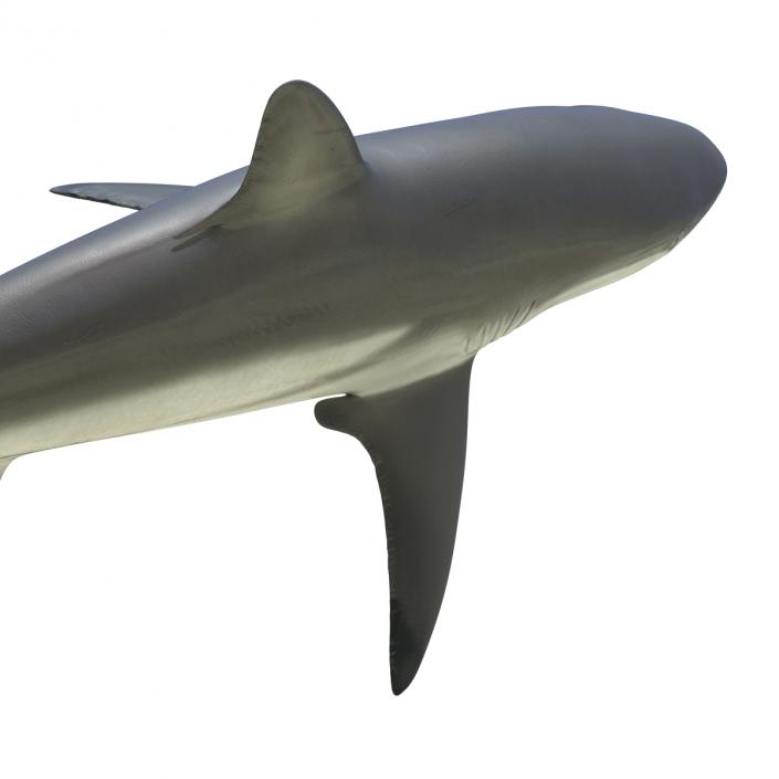 3D model Grey Reef Shark