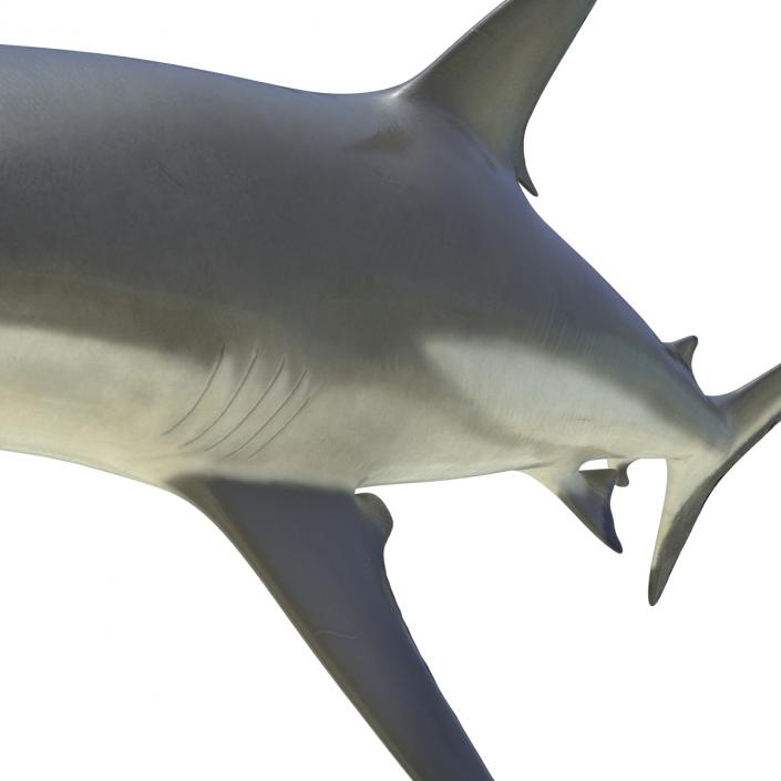 3D model Grey Reef Shark