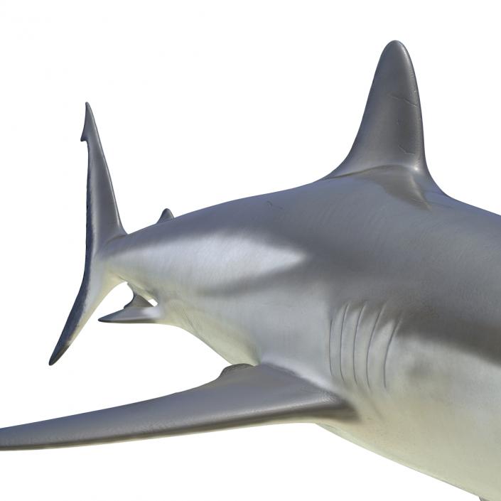 3D model Grey Reef Shark