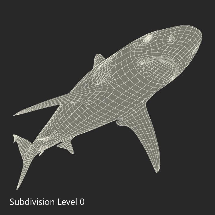 3D model Grey Reef Shark