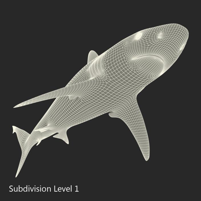 3D model Grey Reef Shark