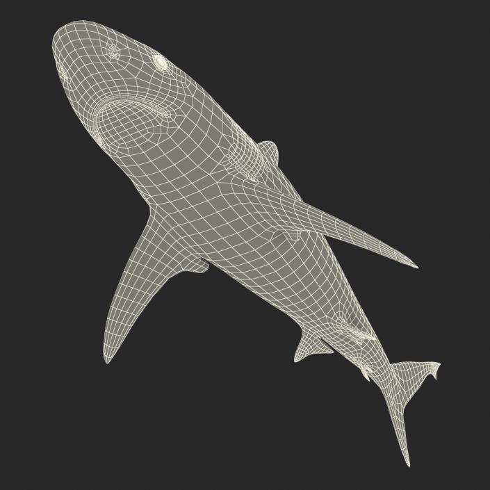 3D model Grey Reef Shark