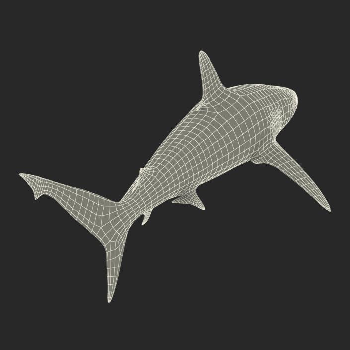 3D model Grey Reef Shark