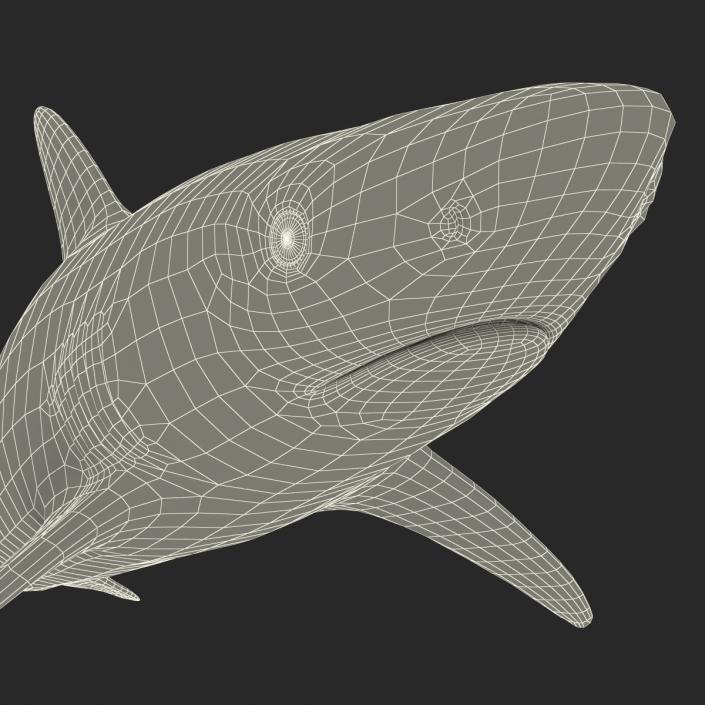 3D model Grey Reef Shark