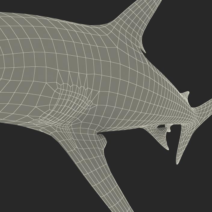 3D model Grey Reef Shark