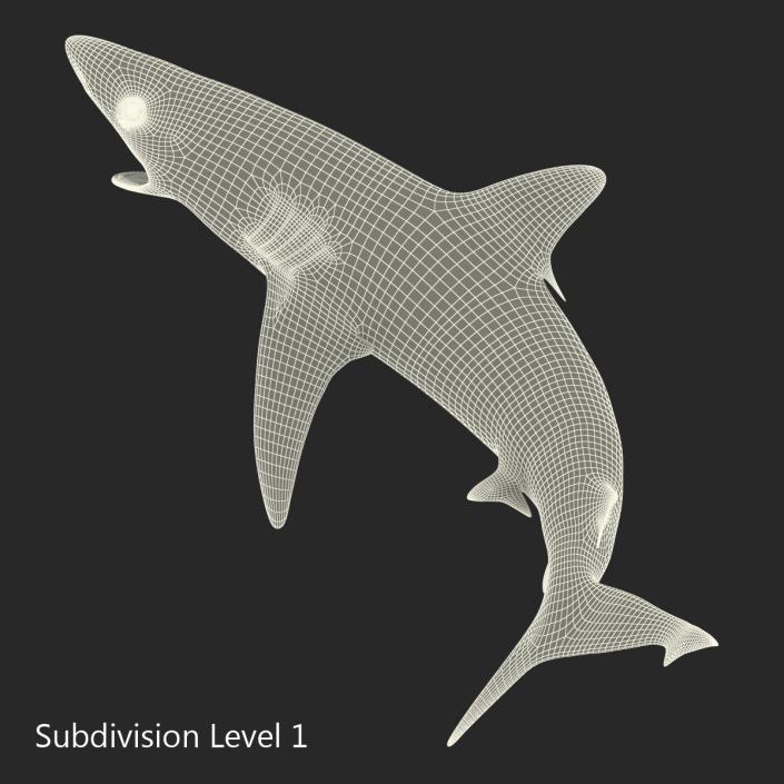 Silvertip Shark Swimming Pose 3D model