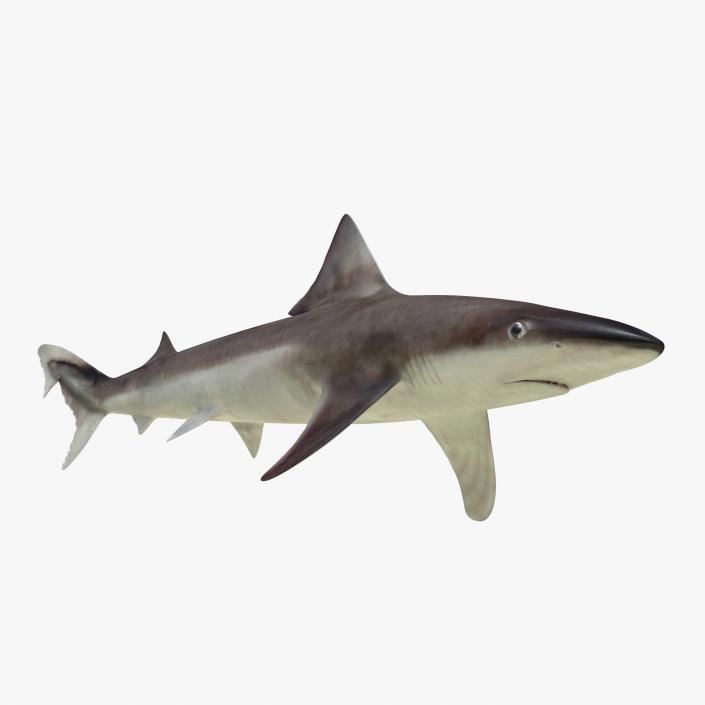 School Shark 3D