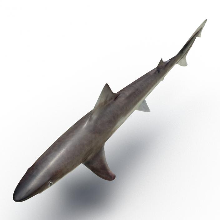 School Shark 3D