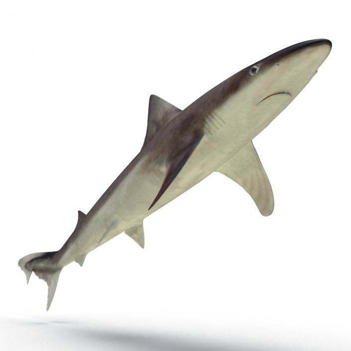 School Shark 3D