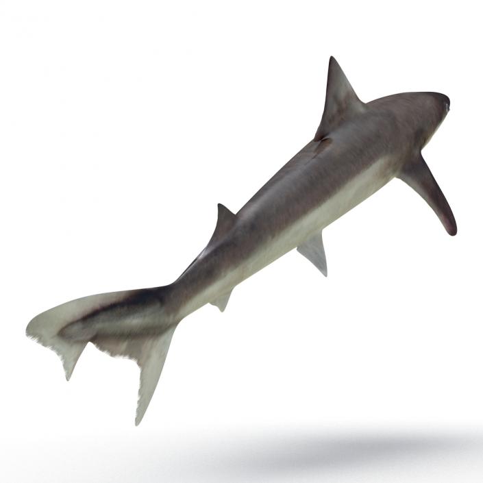 School Shark 3D