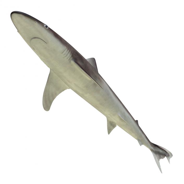 School Shark 3D