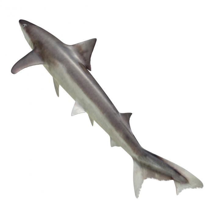 School Shark 3D