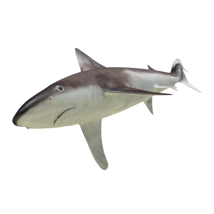 School Shark 3D