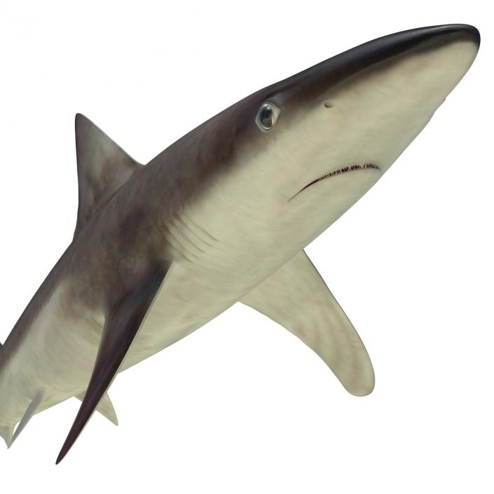 School Shark 3D