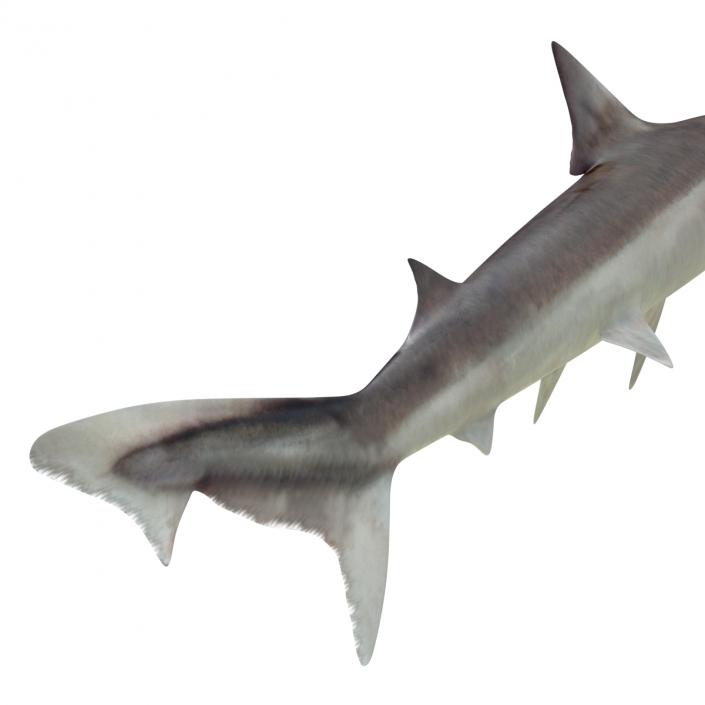 School Shark 3D