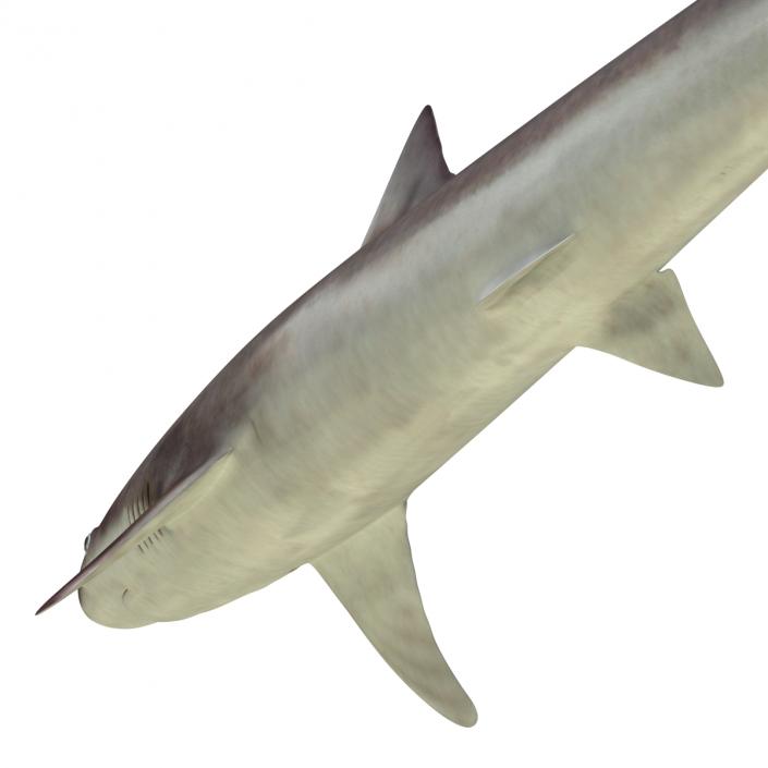 School Shark 3D