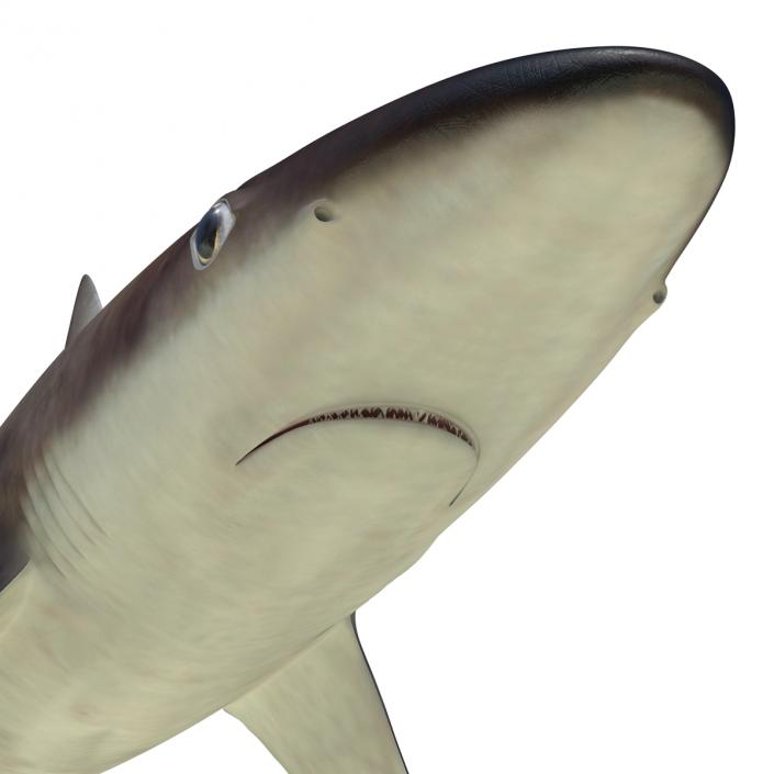 School Shark 3D