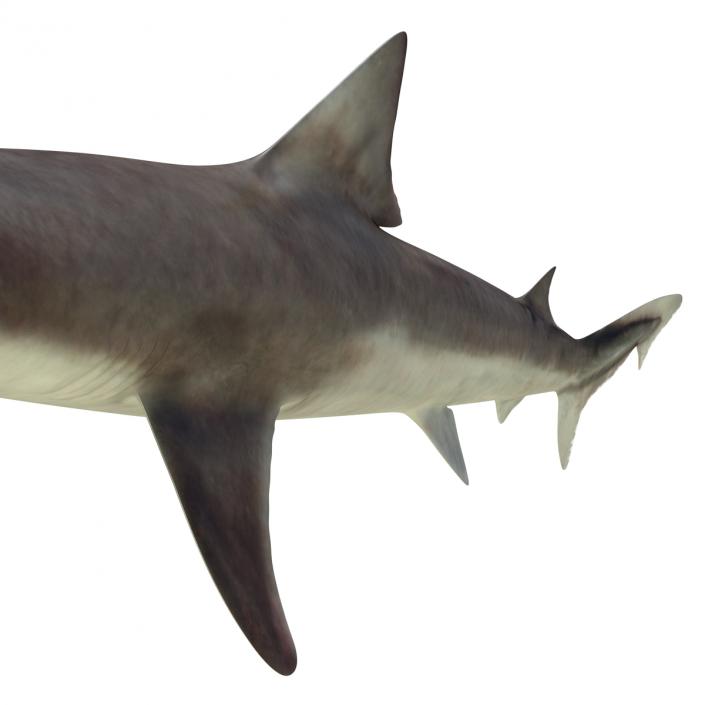 School Shark 3D