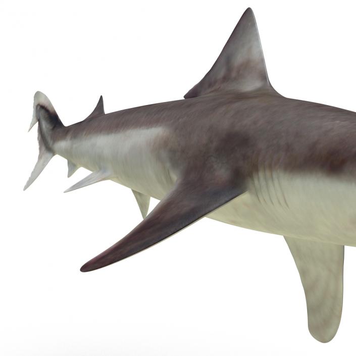 School Shark 3D