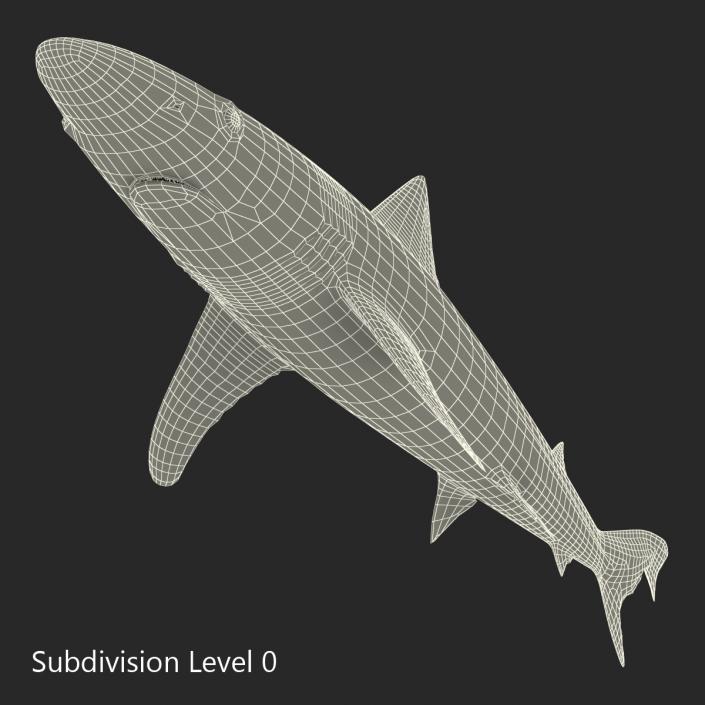 School Shark 3D