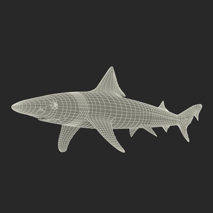 School Shark 3D