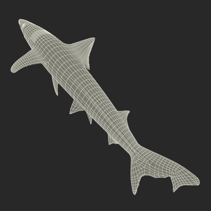 School Shark 3D