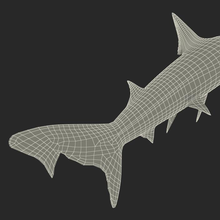 School Shark 3D