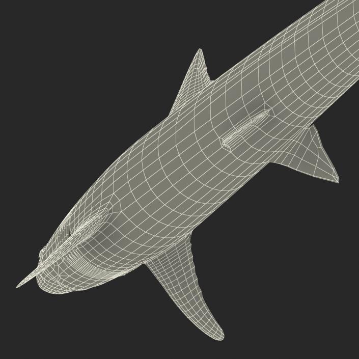 School Shark 3D