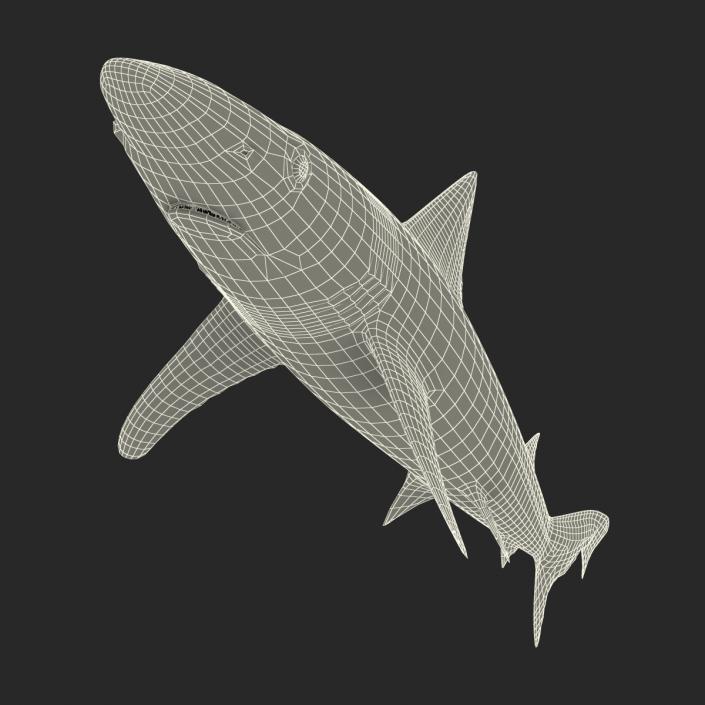 School Shark 3D