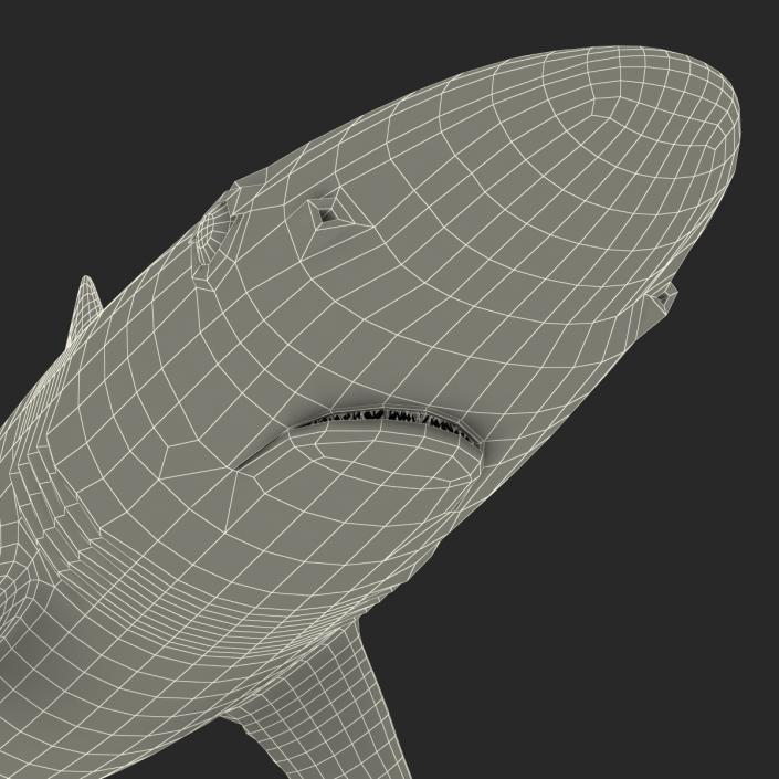 School Shark 3D