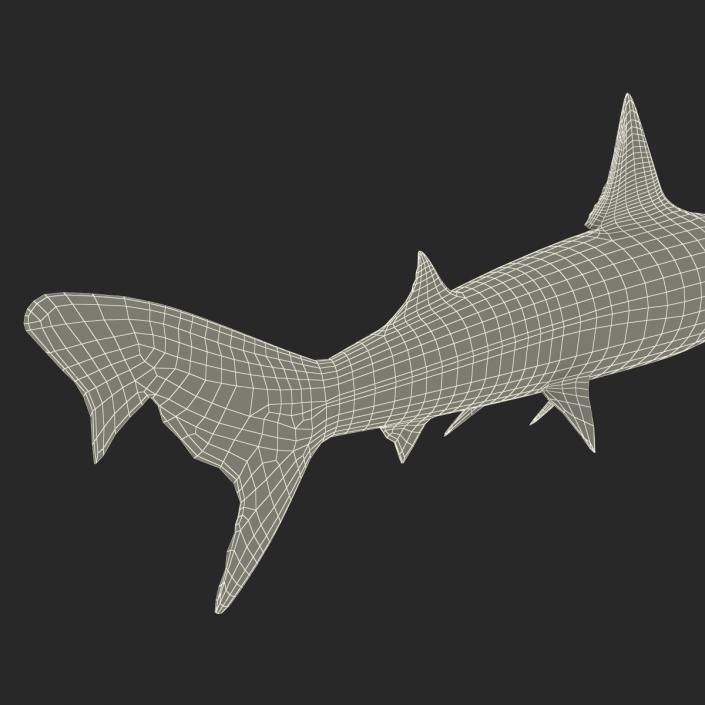 School Shark 3D