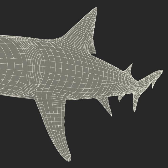 School Shark 3D