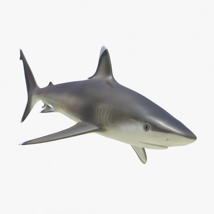 3D model Silvertip Shark