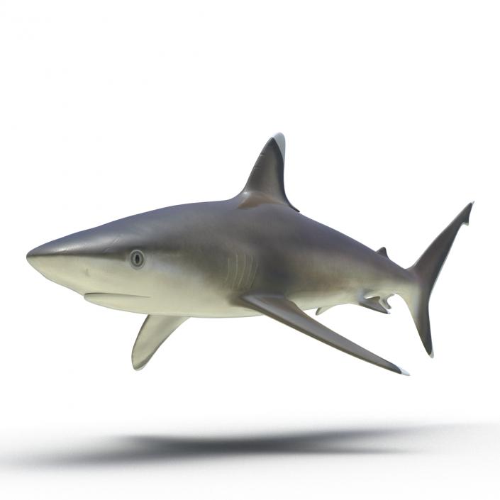 3D model Silvertip Shark