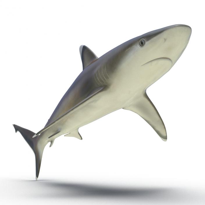 3D model Silvertip Shark