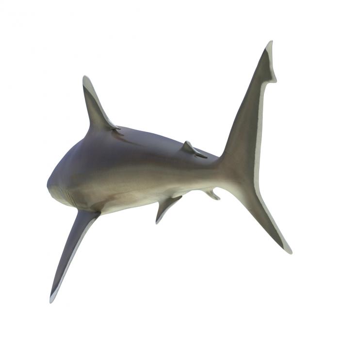 3D model Silvertip Shark