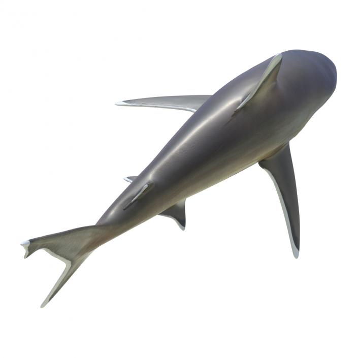 3D model Silvertip Shark