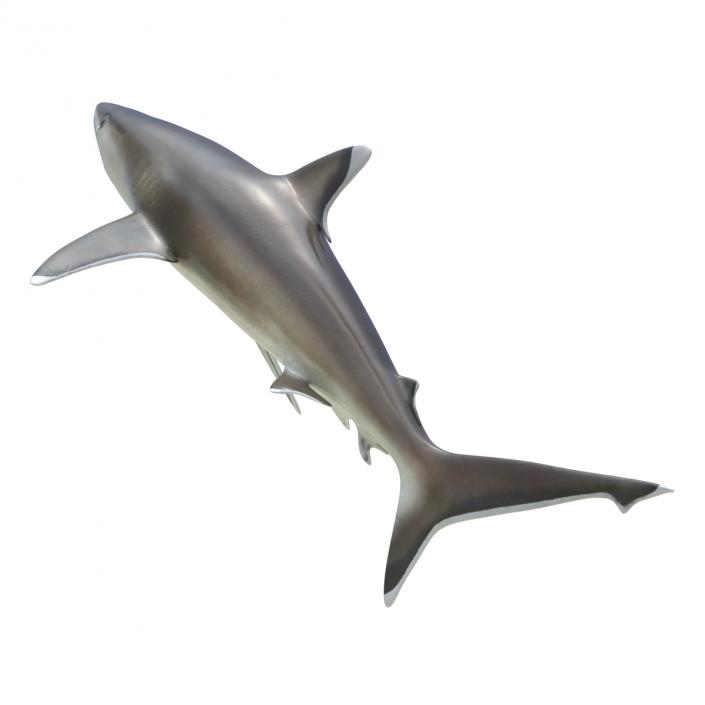 3D model Silvertip Shark