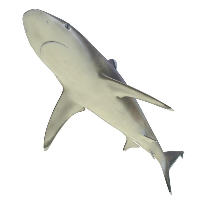 3D model Silvertip Shark