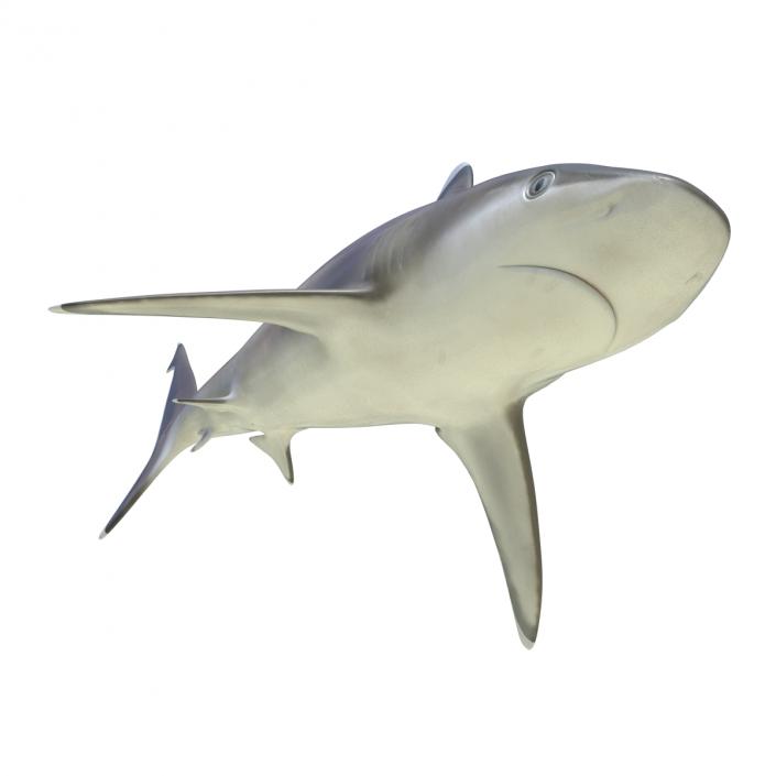 3D model Silvertip Shark