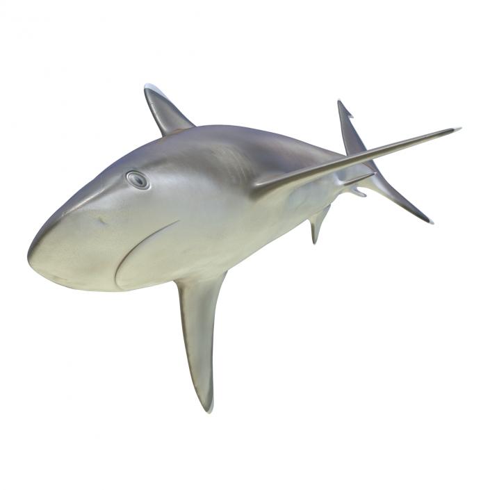 3D model Silvertip Shark