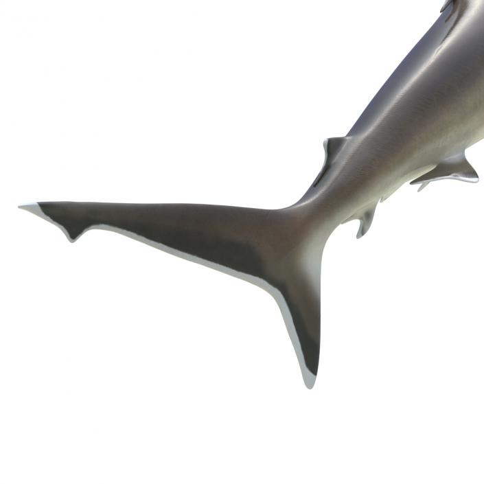 3D model Silvertip Shark