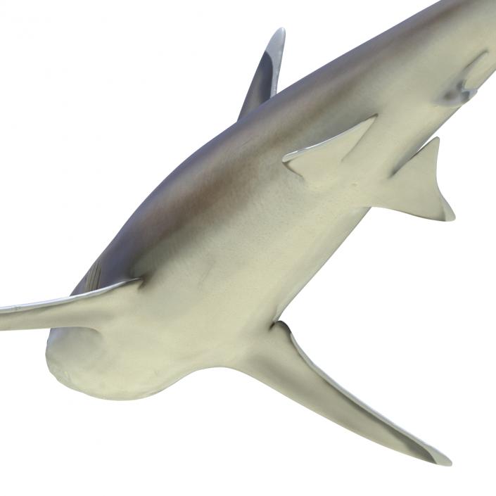 3D model Silvertip Shark