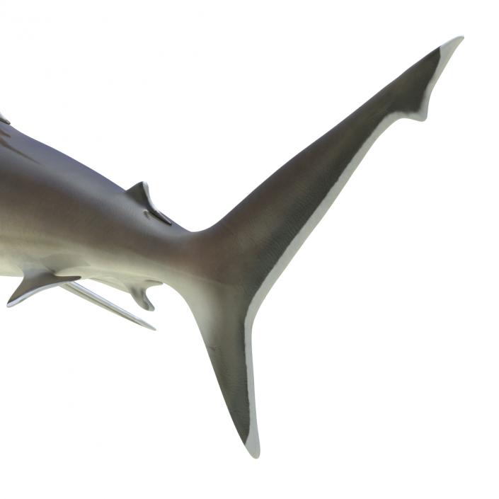 3D model Silvertip Shark