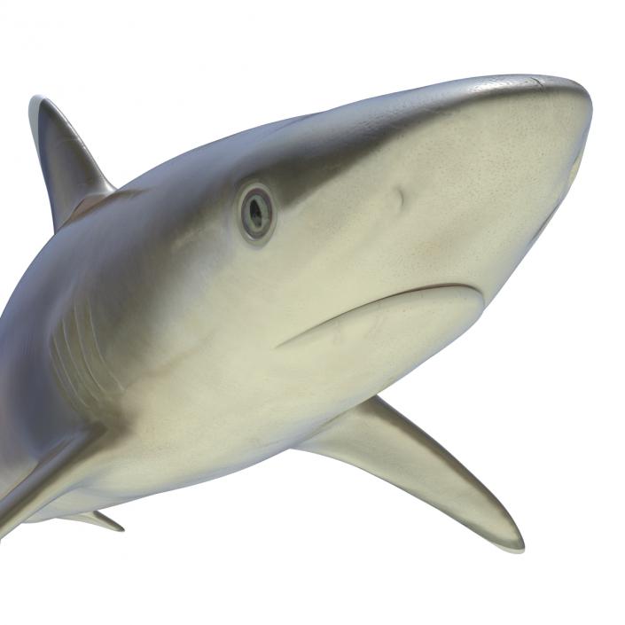 3D model Silvertip Shark