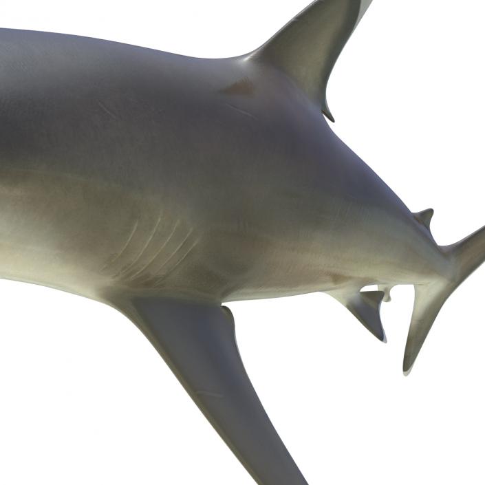 3D model Silvertip Shark