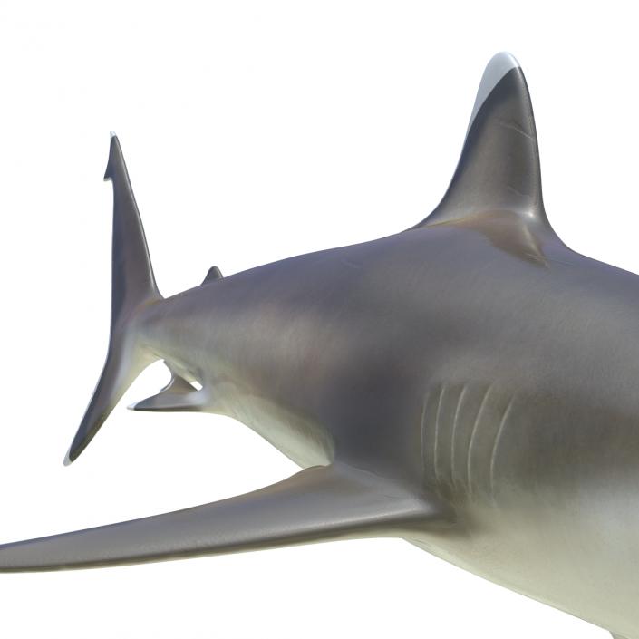 3D model Silvertip Shark