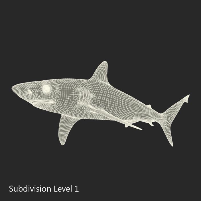 3D model Silvertip Shark